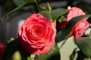 „Wilhelma Nr. 20“ erneut Deutschlands schönste Kamelienblüte